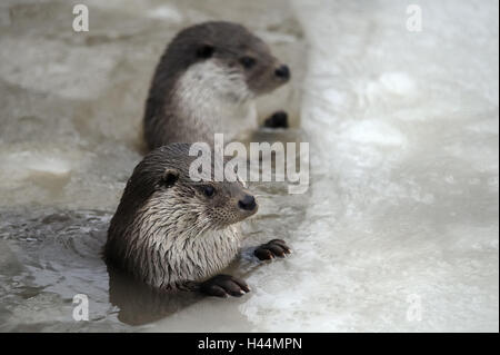 La loutre d'Europe, Lutra lutra, Viper, hiver, glace, neige, Banque D'Images