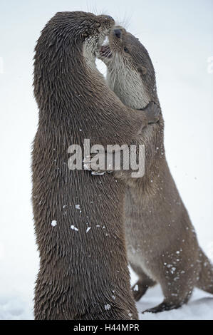 La loutre d'Europe, Lutra lutra, Viper, hiver, glace, neige, captive, lutte, Banque D'Images