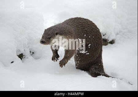 Loutre d'Europe, Lutra lutra, Viper, hiver, glace, neige, captive, Banque D'Images