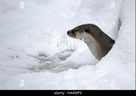 Loutre d'Europe, Lutra lutra, Viper, hiver, glace, neige, captive, bande de roulement, Banque D'Images