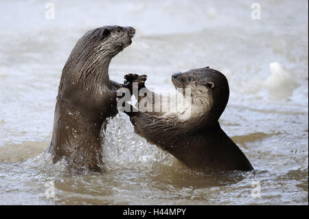 La loutre d'Europe, Lutra lutra, Viper, hiver, glace, neige, captive, lutte, Banque D'Images