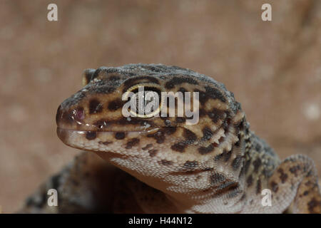 La Leopard gecko, portrait, side view, panther's gecko, gecko, format paysage, de reptiles, d'animaux, des animaux sauvages, de la faune, de l'échantillon, l'Asie, Banque D'Images