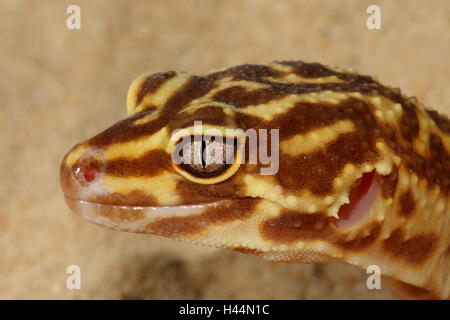 La Leopard gecko, portrait, side view, panther's gecko, gecko, format paysage, de reptiles, d'animaux, animal sauvage, de la faune, de l'Asie, Banque D'Images