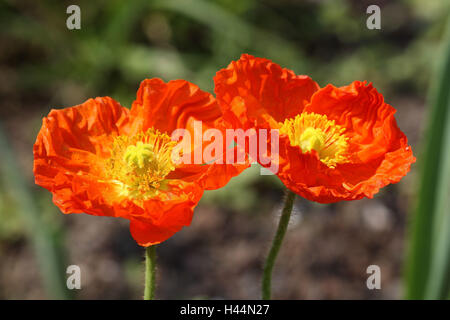 Clap les graines de pavot, Papaver rhoeas, Banque D'Images