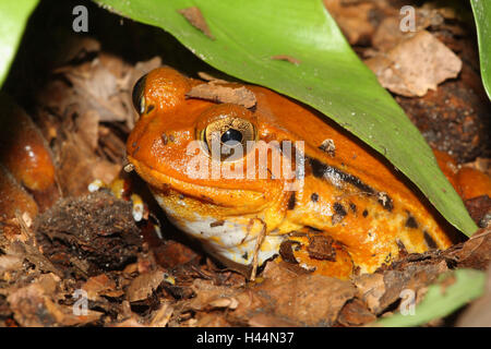 Grenouille tomate sud, Dyscophus guineti, Banque D'Images