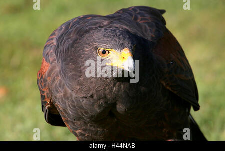 L'Épervier de Harris de l'Amérique du Nord (Parabuteo unicinctus) portrait libre a.k.a. Bay-winged hawk sombre ou Banque D'Images