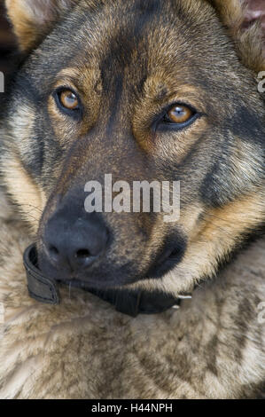 L'allemand sheepherd, Close up, des mammifères, des animaux, l'espèce animale, monde animal, chien de berger, chien, chien de race, petit homme, curiosité, soigneusement, attendre, l'élevage, Frei-vivant, le genre, la Slovaquie, portrait, gondolé, medium close-up, Banque D'Images