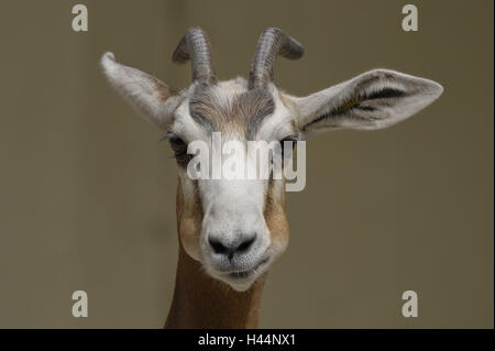 Gazelle de Mhorr, Gazella dama mhorr, portrait, Banque D'Images