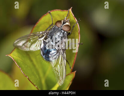 Les feuilles, mouche bleue, Calliphora vomitoria,, Close up, Majorque, nature, animaux, insectes, hyménoptères, fly, aile, transparent, fluorescent, les yeux, le corps tout entier, Banque D'Images