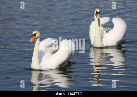 Lac, cygnes, des couples, d'animaux, oiseaux, cygnes, bosse deux, nager, en couple, en paires, la Pologne, la nature, Banque D'Images