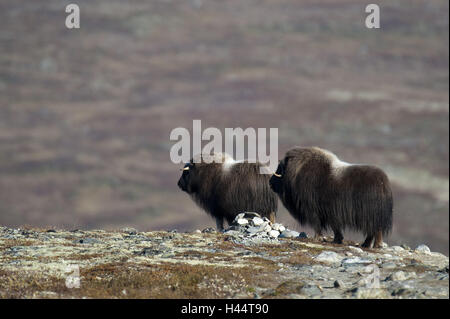 Le bœuf musqué, Ovibos moschatus, deux, la Norvège, Dovrefjell, automne, Banque D'Images