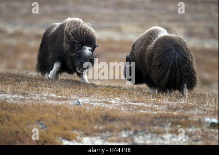 Le bœuf musqué, Ovibos moschatus, deux, la Norvège, Dovrefjell, automne, lutte, Banque D'Images