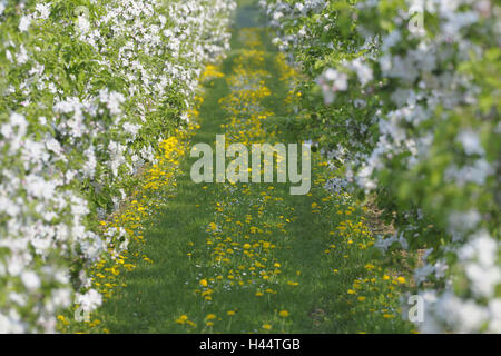 Pommiers, Malus domestica, pissenlit, Taraxacum officinale, détail, printemps, Banque D'Images