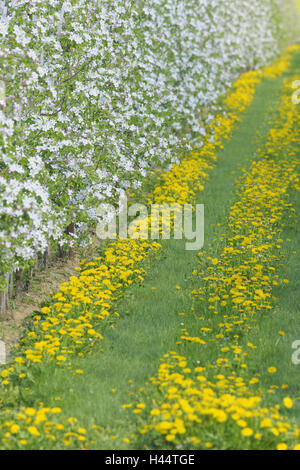 Pommiers, Malus domestica, pissenlit, Taraxacum officinale, détail, printemps, Banque D'Images