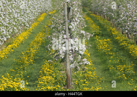 Pommiers, Malus domestica, pissenlit, Taraxacum officinale, détail, printemps, Banque D'Images