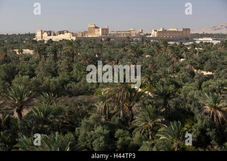 La Syrie, Palmyre, Baal Tempel, palm oasis, Banque D'Images