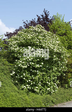 Arbuste, boule de neige Viburnum lantana, laineux, fleurs, blanc, arbuste, plante herbacée, musc, plante, arbuste boule de neige, nature, fleur, fleur de la période, l'Allemagne, Bade-Wurtemberg, arbuste d'ornement, bois, bois Banque D'Images