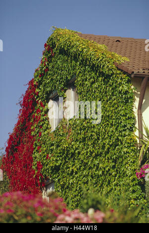 Maison d'habitation, façade, détail, sauvage, vin maison, maison pour deux familles, façade de maison, plantes grimpantes, plantes, Rankpflanzen la plantation, façade de l'herbe, devenir, envahi par la vigne vierge, fenêtre, gable, Banque D'Images