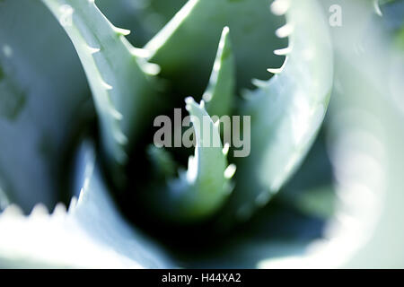 Les feuilles d'Aloe Vera, Close up, Banque D'Images
