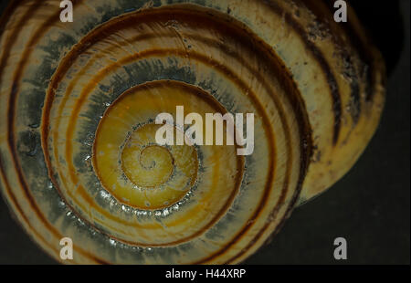 Coquille d'escargot- bague de marche arrière Banque D'Images