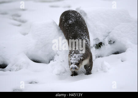 Loutre d'Europe, Lutra, Viper, hiver, glace, neige, captive, Banque D'Images