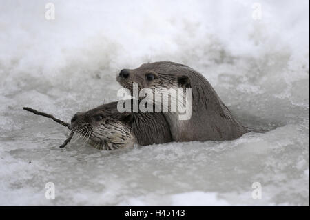 La loutre d'Europe, Lutra lutra, Viper, hiver, glace, neige, captive, trou, attention, Banque D'Images