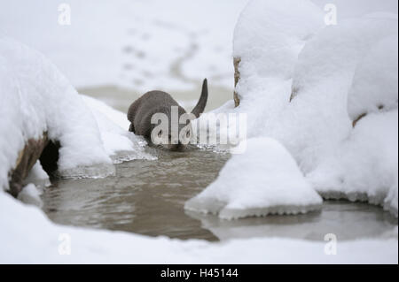 Loutre d'Europe, Lutra lutra, Viper, hiver, glace, neige, captive, Brook, Banque D'Images