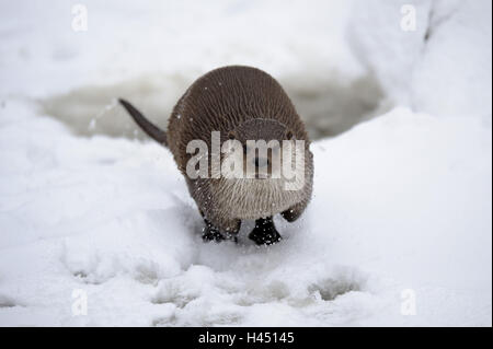 Loutre d'Europe, Lutra lutra, Viper, hiver, glace, neige, captive, exécuter, Banque D'Images