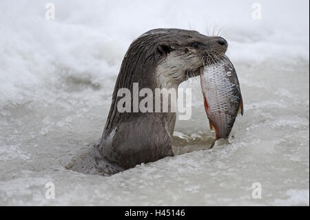 Loutre d'Europe, Lutra, Viper, hiver, glace, neige, captive, poisson, manger, profil, Banque D'Images