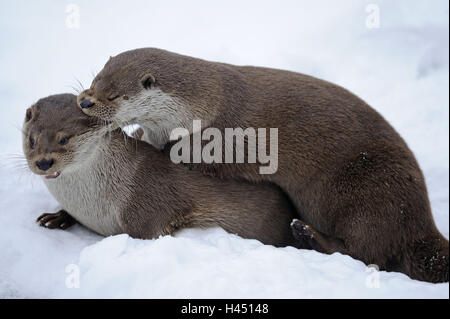 La loutre d'Europe, Lutra, Viper, hiver, glace, neige, captive, lutte, Banque D'Images