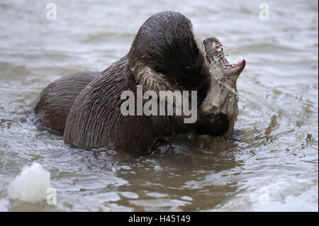 La loutre d'Europe, Lutra lutra, Viper, hiver, glace, neige, captive, lutte, Banque D'Images