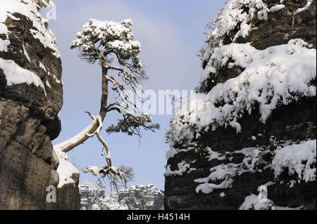 Parc National Suisse Saxonne, Elbsandsteingebirge, bastion, hiver, Banque D'Images