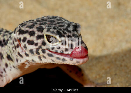 La Leopard gecko, portrait, side view, panther's gecko, gecko, format paysage, les reptiles, des animaux, de la langue, animal sauvage, de la faune, de l'Asie, Banque D'Images