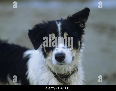 Plage, half-breed dog, portrait, animal, mammifère, chien, animal de compagnie, chien de maison, half-breed, promenade half-breed, savoir-noir, poil long, regard caméra, symbole, regard de chien, francs, Banque D'Images