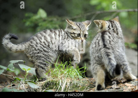 Chat sauvage, Felis silvestris, les jeunes animaux, jouer, Banque D'Images