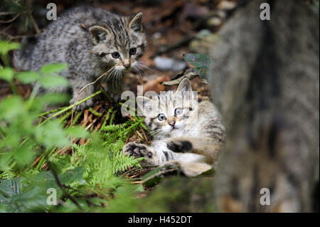 Chat sauvage, Felis silvestris, les jeunes animaux, jouer, Banque D'Images