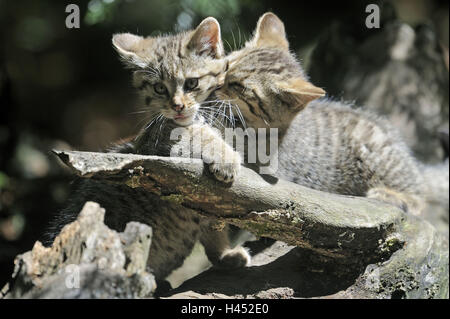 Chat sauvage, Felis silvestris, les jeunes animaux, jouer, Banque D'Images