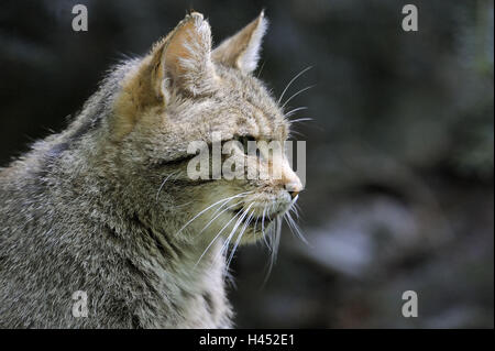 Chat sauvage, Felis silvestris, page portrait, Banque D'Images