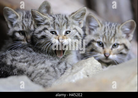 Chat sauvage, Felis silvestris, les jeunes animaux, Banque D'Images