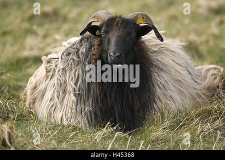 L'allemand heath, herbe, mensonge Banque D'Images