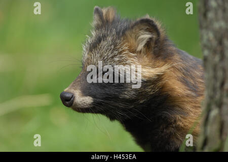 Le chien de la martre, Nyctereutes procyonoides, portrait, Finlande, Banque D'Images