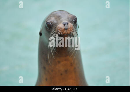 Lion de mer de Californie, Zalophus californianus,, portrait, joint, cheveux, mammifères marins, mammifères marins, phoques, cheveux barbe, otary mammifère, animal, animal portrait, zoo, zoo, l'eau, Banque D'Images