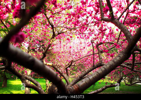 La Chine, Beijing, floraison d'un arbre, close-up, Banque D'Images