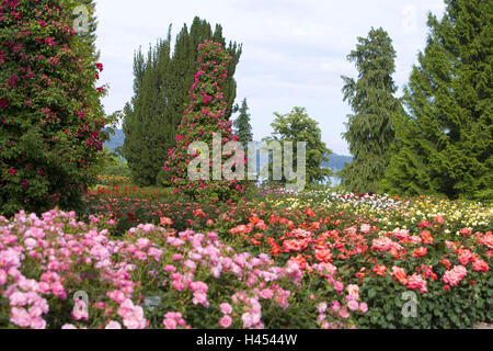 L'Allemagne, le Bade-Wurtemberg, le lac de Constance, Constance, l'île de Mainau, l'île aux fleurs, jardin de roses, rose des correctifs, Banque D'Images