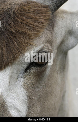 Antilope Addax nasomaculatus, Mende, oeil, Close up, l'antilope, menace, animal, l'espèce animale, la fourrure, la tête, l'appui de l'avertisseur sonore, de la nature, des animaux à sabots fendus, mammifere, monde animal, ruminant, animal sauvage, les élèves, vue, moment, Banque D'Images