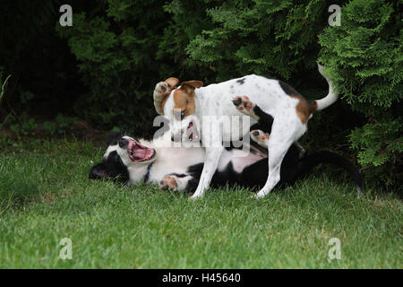 Les chiens, pré, jouer, Banque D'Images