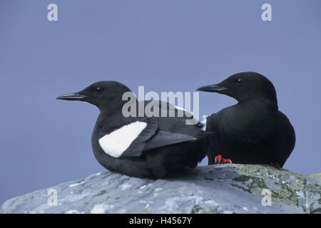 Le guillemot à miroir (Cepphus grylle),, en couple, rock, assis, Banque D'Images