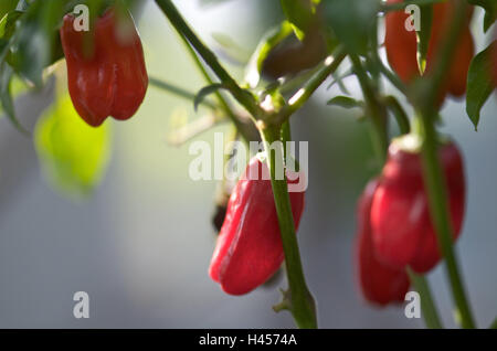 Arbuste, piments, mûr, Chili, pods, rouge, s'accrocher, d'épices, la netteté, l'Extrême-Orient, Asie, bain, cuisine, piquante, paprika, épices, plantes plantes Banque D'Images