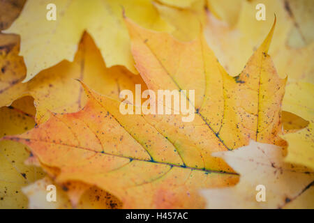 Plan Macro sur tombée de feuilles d'érable, selective focus Banque D'Images