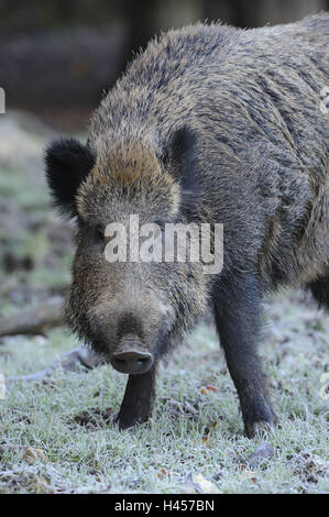 Sanglier, Sus scrofa, Banque D'Images